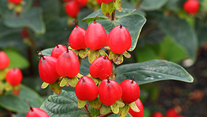 Hypericum inodorum 'Red Gem'