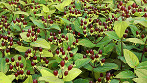 Hypericum inodorum 'Rheingold'