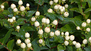 Hypericum inodorum 'White Gem'