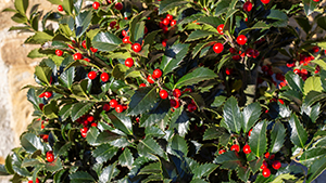 Ilex aquifolium