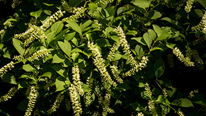 Itea virginica 'Henry's Garnet'