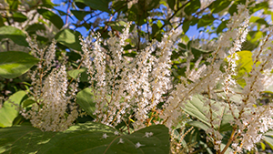 Itea virginica