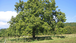 Juglans regia