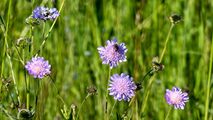 Knautia arvensis