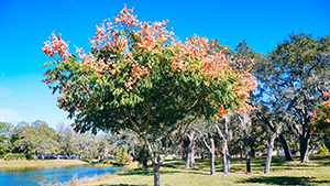 Koelreuteria paniculata