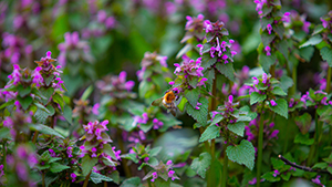 Lamium maculatum