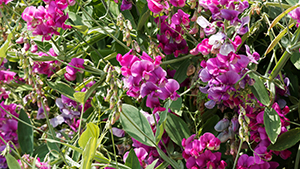 Lathyrus latifolius