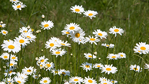 Leucanthemum vulgare