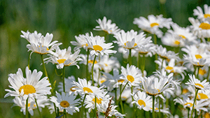 Leucanthemum