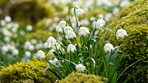 Leucojum vernum