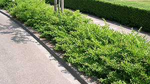 Ligustrum obtusifolium 'Dart's Spreader'