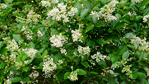 Ligustrum vulgare