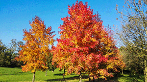 Liquidambar styraciflua