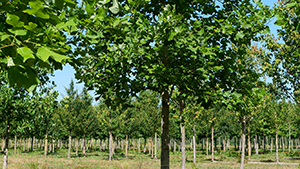 Liriodendron tulipifera