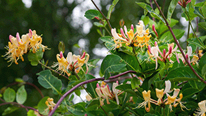 Lonicera Periclymenum