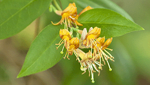 Lonicera henryi