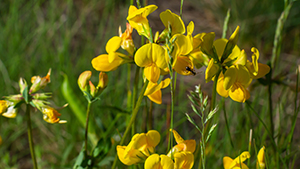 Lotus corniculatus