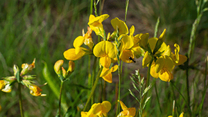 Lotus corniculatus