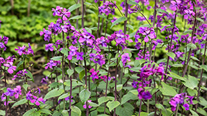 Lunaria annua