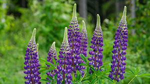 Lupinus