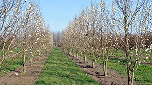 Magnolia Kobus 'Isis'