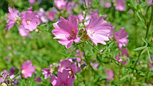 Malva moschata