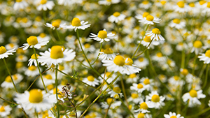 Matricaria chamomilla