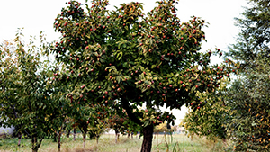 Mespilus germanica