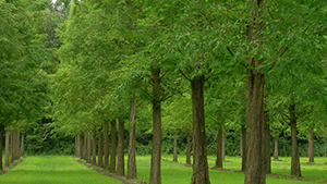 Metasequoia glyptostroboides