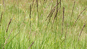 Molinia caerulea 'Moorhexe'