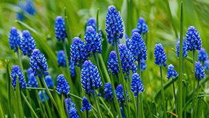 Muscari