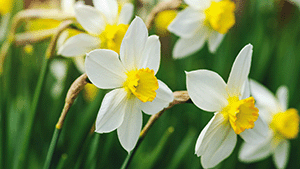 Narcissus pseudonarcissus