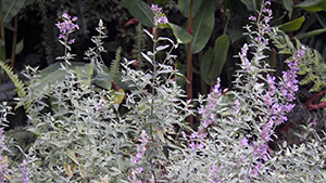 Nepeta siberica 'Six Hills Giant'