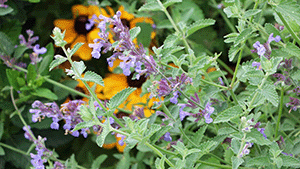 Nepeta subsessilis 'Walkers Low'