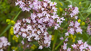 Origanum vulgare