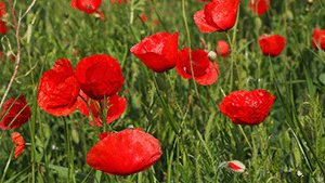 Papaver rhoeas