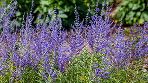 Perovskia atriplicifolia 'Blue Spire'