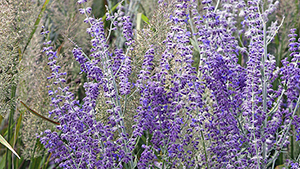 Perovskia atriplicifolia 'Little Spire'