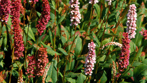 Persicaria affinis 'Superba'