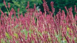 Persicaria amplexicaulis