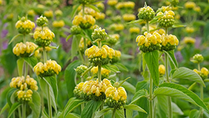 Phlomis russeliana