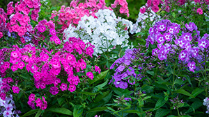 Phlox spec.