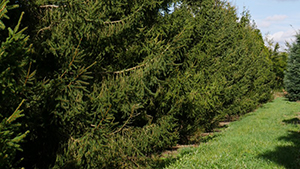 Picea abies