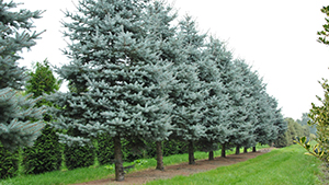 Picea pungens