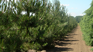 Pinus nigra