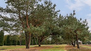 Pinus sylvestris