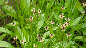 Plantago lanceolata