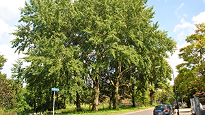 Populus canescens