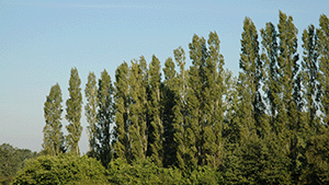 Populus nigra 'Italica'