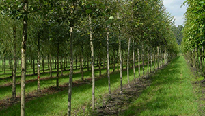 Populus tremula